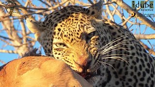 Male Leopard Has An Impala For Breakfast As Hyenas Wait Below [upl. by Remus]