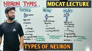 Types of neurons sensory Motor And Interneurons  NMDCAT 2021 [upl. by Orteip]