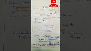 ShortsHMP shunthexose monophosphate shunt bio 🌎 [upl. by Adamo]