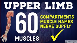 60 Upper Limb Muscles  Quick Recap with Nerve Supply  Anatomy Decoded [upl. by Ajim]