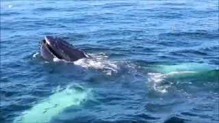 Incredible whale watching at Stellwagen Bank MA [upl. by Essiralc732]