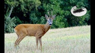 How to call in roebucks  hunting during the rut best moments [upl. by Notlit]