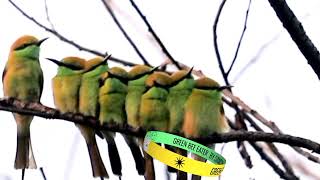 Green Bee Eater birdsbirds [upl. by Prudence308]