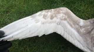 Bird Wing Anatomy  Underside [upl. by Marlyn]