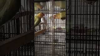 Split pale fallow pair lovebirds parrot pale fallow [upl. by Avan629]