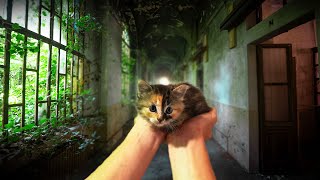 ON SAUVE UN CHATON ABANDONNE EN URBEX [upl. by Perrin]