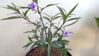 Ruellia como plantar e cuidar [upl. by Lamee153]