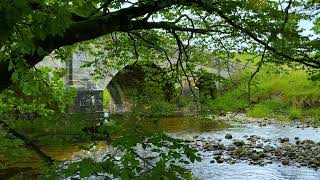 Tranquil Stream amp Birds Calming Nature Sounds for Relaxation amp Focus [upl. by Ahsiyt]