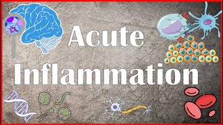 Acute Inflammation  Definition Pathogenesis Causes Mediators Morphology Exudate and Transudate [upl. by Goldsworthy744]