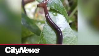 An invasive worm warning as spring starts [upl. by Nhepets]