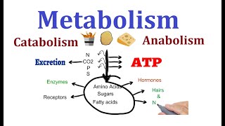 Concept of Metabolism Catabolism and anabolism [upl. by Bozovich]