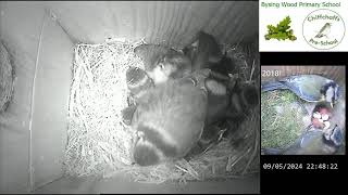 Bysing Wood Primary School Bird Box Live Stream [upl. by Burroughs]