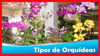 Flores ➜ Tipos de Orquídeas e Cuidados Básicos Que Você Precisa Para Que Ela Viva Mais Tempo [upl. by Lednahc893]