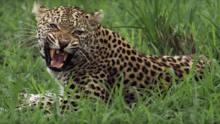 Why did this Leopard Mother Fight Her Own Daughter  BBC Earth [upl. by Hey]