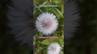 Taraxacum officinale flowers flowers natutal gardenflowers garden motivation sad tamil [upl. by Auos]