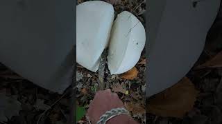 Giant puffball mushrooms in my yard [upl. by Olegnaed]