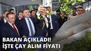 2019 yaş çay alım fiyatı açıklandı Destekleme dahil 303 TL [upl. by Erund494]