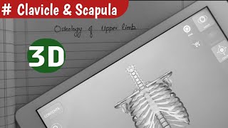 Clavicle and Scapula  Anatomy   Osteology of upper limb [upl. by Aym604]