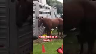 Trading horse market shortvideo canada [upl. by Martainn]