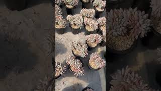 Graptopetalum Paraguayense crested succulent plants garden cactus [upl. by Fleurette348]