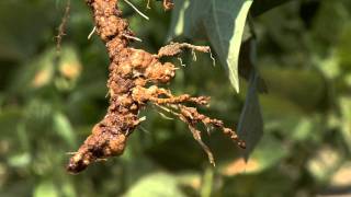 Diagnosing Nematode Damage in the Field [upl. by Whitford]