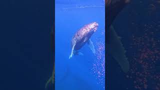 You will NOT believe what I saw 🤯❤️ humpbackwhale whales swimmingwithwhales humpbacks diving [upl. by Cohdwell44]