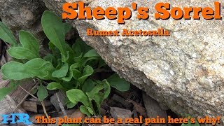 ⟹ SHEEP SORREL  Rumex acetosella  Its edible but a problem in your garden [upl. by Annahavas]