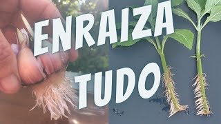 9 ENRAIZADORES Naturais PODEROSOS para as plantas [upl. by Sewellyn]