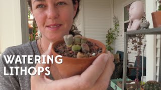 Watering Lithops Signs of thirst and other care tips [upl. by Hamlin]