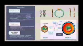 Basiskurs Mikrobiologie Viren Aufbau amp Struktur [upl. by Zita937]