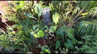 Overwintering Ensete Banana OUTDOORS UK [upl. by Syst]