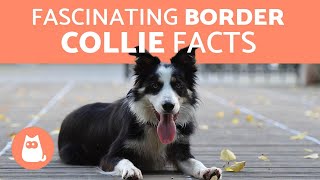 10 Fascinating Facts About the Border Collie [upl. by Norse524]