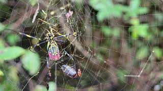 Joro Spider up close eating a bug joro [upl. by Wilhide977]