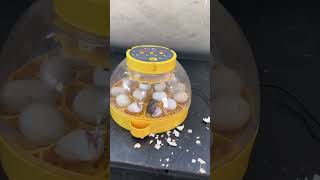 Wonderful Automatic Egg Incubator  Hatch chick [upl. by Nakeber]