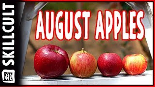 August Apple Tasting Viking Kerry Pippin Chestnut Crab Williams Pride Salem June [upl. by Darcie]