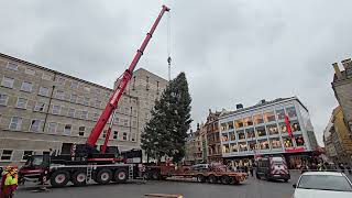 Aufstellung Weihnachtsbaum für den Weihnachtsmarkt in Halle [upl. by Ahsenauq]