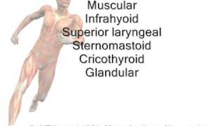 Superior thyroid artery branches Mnemonic [upl. by Ociram]