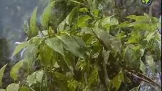 Agro Forestry Species  Pongamia Acacia nilotica Sissoo and Sandalwood [upl. by Ima135]