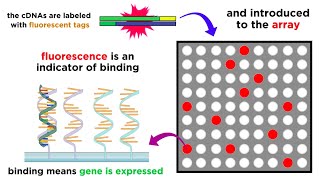 Gene Expression Analysis and DNA Microarray Assays [upl. by Eseneg213]