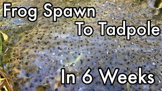 Frog Spawn to Tadpole in 6 Weeks  Common Frog Rana temporaria [upl. by Whatley]