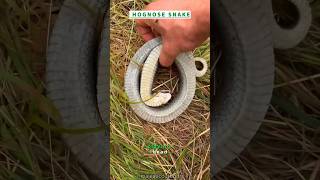 The Hognose Snake 🐍 Nature’s Master Of Deception nature wildlife hognosesnake [upl. by Mehelhteb]