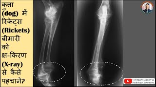 Radiographic signs of rickets in dogsricketsxray se kaise pahchane rickets [upl. by Dimmick]