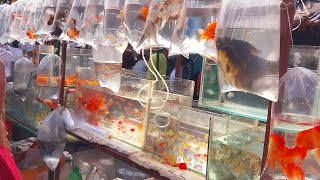 Recent Aquarium Fish Price Update  Galiff Street Fish Market  15122024 part 1 [upl. by Eriha954]