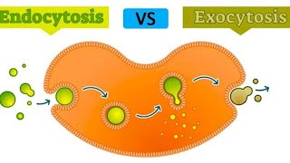 Endocytosis and Exocytosis in urdu \hindi [upl. by Mast858]