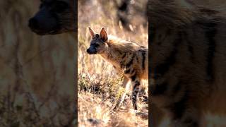 The SMALLEST Hyena family member 🌍 Animal Fact Files facts animals [upl. by Alicec]