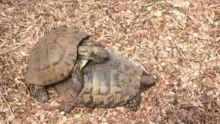 Turtles mating noise [upl. by Gaddi]