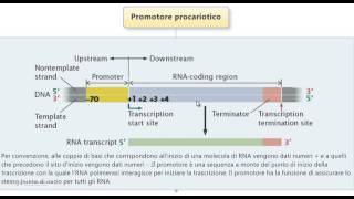 Test Medicina  Promotore procariotico [upl. by Annadiana]