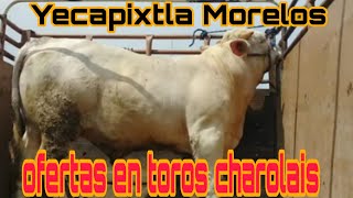 TOROS  VACAS  CHAROLES EN YECAPIXTLA MORELOS  ElRanchoyyoTagDominguez [upl. by Nolrev263]