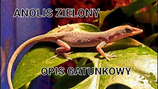 Anolis zielony  opis gatunkowy Anolis carolinensis [upl. by Estel]