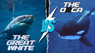 Orca vs Great White Oceans Ultimate Battle [upl. by Ackerman379]